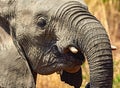 Closeup of elephant drinking water