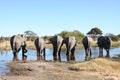 Elephants Royalty Free Stock Photo