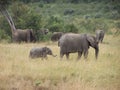 Elephants Royalty Free Stock Photo