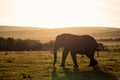 Elephants in Addo Elephant National Park in Port Elizabeth - South Africa