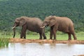 Elephants, Addo Elephant National park, South Africa Royalty Free Stock Photo