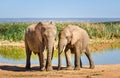 Elephants, Addo elephants park, South Africa Royalty Free Stock Photo