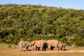 Elephants, Addo elephants park, South Africa Royalty Free Stock Photo