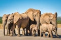 Elephants, Addo elephants park, South Africa Royalty Free Stock Photo