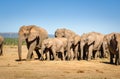 Elephants, Addo elephants park, South Africa Royalty Free Stock Photo