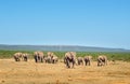 Elephants, Addo elephants park, South Africa Royalty Free Stock Photo