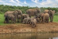 Elephants at Addo National Park