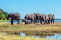 Elephants adults and cubs crossing river Royalty Free Stock Photo