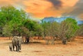 Elephants on the African Plains with a sunset sky and tree lined background in South Luangwa National Park, Zambia
