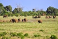 Elephants Africa Royalty Free Stock Photo
