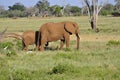 Elephants Africa Royalty Free Stock Photo