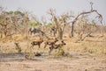 Elephants and African wild dogs in a harsh landscape of Botswana. Royalty Free Stock Photo