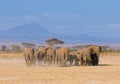 Elephants in amboseli, kenya