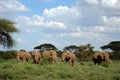 Elephants in Amboseli national park Royalty Free Stock Photo