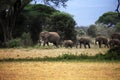 Elephants in Amboseli national park in Kenia