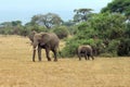 Elephants in Amboseli national park Royalty Free Stock Photo