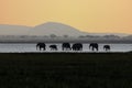 Elephants in amboseli national park at sunset. Royalty Free Stock Photo