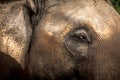 Asian elephants Close up Royalty Free Stock Photo