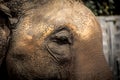 Asian elephants Close up Royalty Free Stock Photo