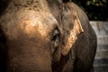 Asian elephants Close up