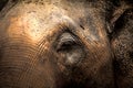 Asian elephants Close up