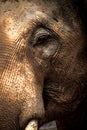 Asian elephants Close up Royalty Free Stock Photo