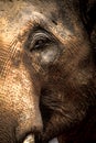 Asian elephants Close up Royalty Free Stock Photo