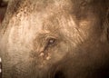 Asian elephants Close up Royalty Free Stock Photo