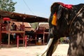 Elephants in Ayutthaya in Thailand.