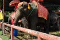 Elephants in Ayutthaya in Thailand.