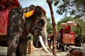 Elephants in Ayutthaya in Thailand.