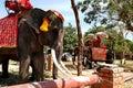 Elephants in Ayutthaya in Thailand.