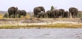 Elephants and a baby in Cuando or Kwando river Chobe National Park, Botswana, Africa Royalty Free Stock Photo