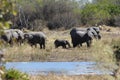 Elephants with baby Elephant