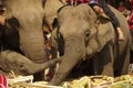 Elephants and a baby elephant eat a fruit buffet on Thai Elephant Day at Ban Puter, a Karen village in Mae Sot district, Tak Royalty Free Stock Photo
