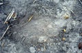 Elephants baby`s footprint, Okavango Delta, Botswana