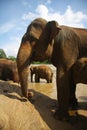 Elephants at the bank of river Royalty Free Stock Photo