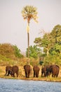 Elephants on the bank of the Zambezi River Royalty Free Stock Photo