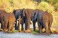 Elephants on the bank of the Zambezi River Royalty Free Stock Photo