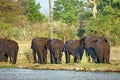 Elephants on the bank of the Zambezi River Royalty Free Stock Photo
