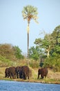 Elephants on the bank of the Zambezi River Royalty Free Stock Photo