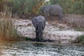 Elephants on the bank of the Zambezi River Royalty Free Stock Photo