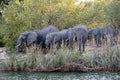 Elephants on the bank of the Zambezi River Royalty Free Stock Photo