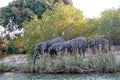 Elephants on the bank of the Zambezi River Royalty Free Stock Photo