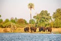 Elephants on the bank of the Zambezi River Royalty Free Stock Photo