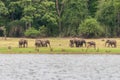 Elephants on the banks of Kabini river, Nagarhole, Karnataka, India Royalty Free Stock Photo