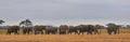 Elephants banner - Serengeti (Tanzania - Africa) Royalty Free Stock Photo