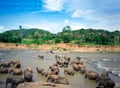 Elephants bathe in the Oya river in Sri Lanka, Pinnawala Elephant Orphanage
