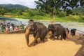 Elephants bathe in the river at Pinnawela Elephant Orphanage in Sri Lanka