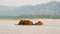 Elephants bathing in Chitwan national park, Nepal Royalty Free Stock Photo